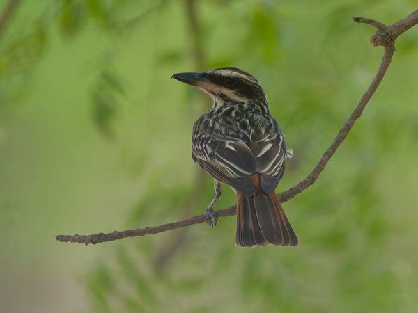 Gestreepte tiran (Myiodynastes maculatus)